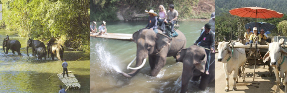 Elephant Safari
