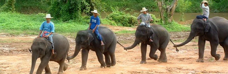 Elephant Safari