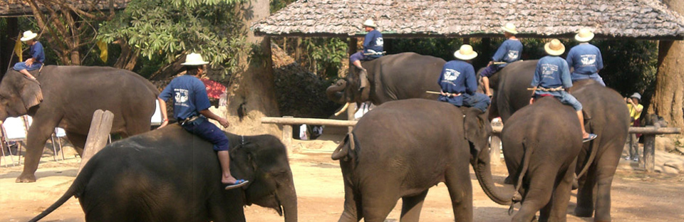Elephant Safari